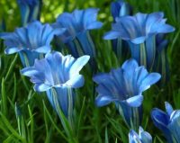 Purplish blue trumpet flowers